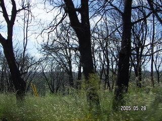 burnt trees in Julian, California