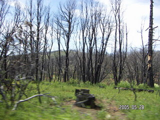 burnt trees in Julian, California