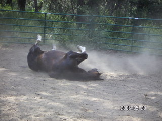 rolling horse at Lee place