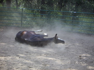 rolling horse at Lee place