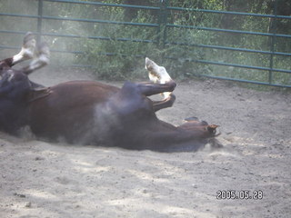 rolling horse at Lee place