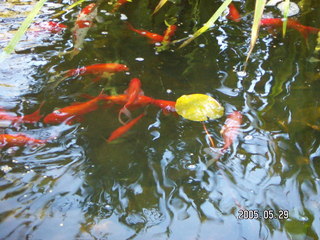 fish at Lee place