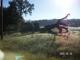 burnt tree on morning run in Julian, Calilfornia