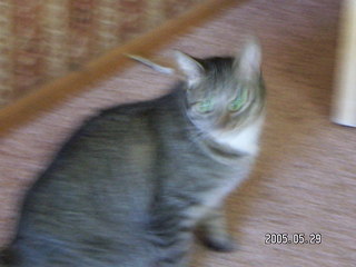 1 5fv. blurry Max the cat