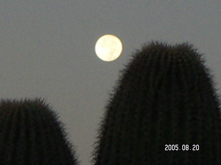 Full moon behind branches