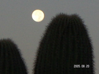 MSLT Ringtail Trail, moon behind cactus