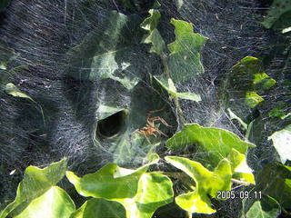 spider in her web
