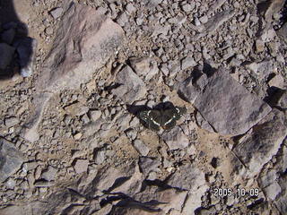 3 5l9. butterfly at Lookout Mountain