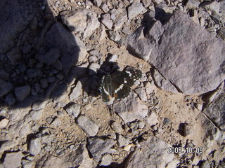 4 5l9. butterfly at Lookout Mountain