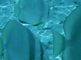 Tim and Dana Higel in Bora Bora