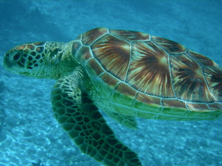 Tim and Dana Higel in Bora Bora