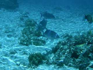 Tim and Dana Higel in Bora Bora