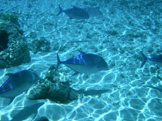 Tim and Dana Higel in Bora Bora