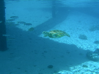 Tim and Dana Higel in Bora Bora