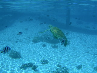 Tim and Dana Higel in Bora Bora