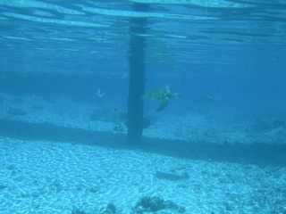 Tim and Dana Higel in Bora Bora