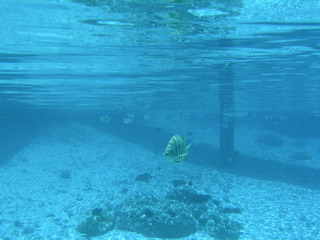 Tim and Dana Higel in Bora Bora