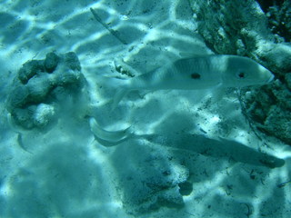 Tim and Dana Higel in Bora Bora