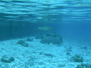 Tim and Dana Higel in Bora Bora