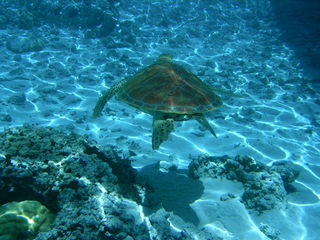 Tim and Dana Higel in Bora Bora