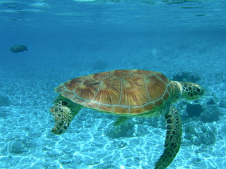 Tim and Dana Higel in Bora Bora