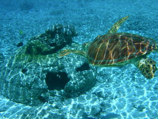 Tim and Dana Higel in Bora Bora