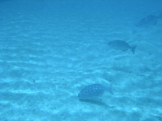 Tim and Dana Higel in Bora Bora