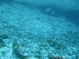 Tim and Dana Higel in Bora Bora