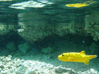 Tim and Dana Higel in Bora Bora