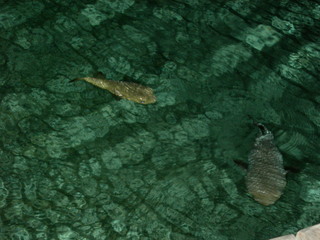 Tim and Dana Higel in Bora Bora