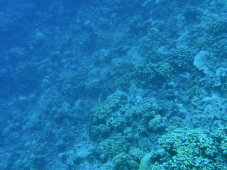 Tim and Dana Higel in Bora Bora