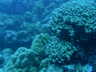 Tim and Dana Higel in Bora Bora