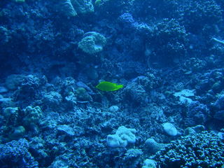 Tim and Dana Higel in Bora Bora