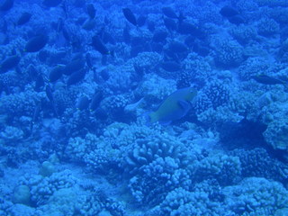 Tim and Dana Higel in Bora Bora