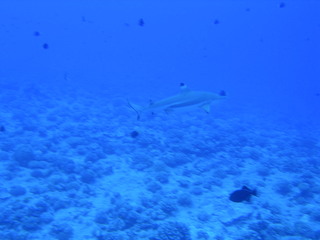 Tim and Dana Higel in Bora Bora