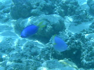 Tim and Dana Higel in Bora Bora