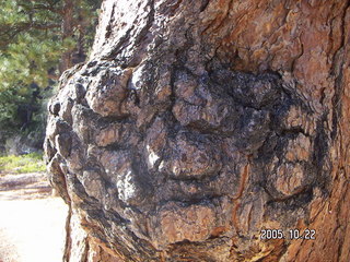 117 5ln. Bryce Canyon -- Queen's Garden Trail -- gnarly tree