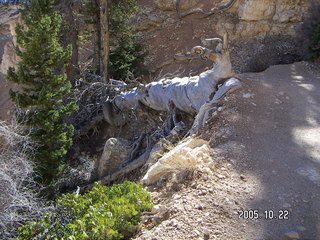 182 5ln. Bryce Canyon -- Peek-a-boo Loop