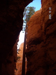 277 5ln. Bryce Canyon -- Navajo Loop -- tall, patient tree
