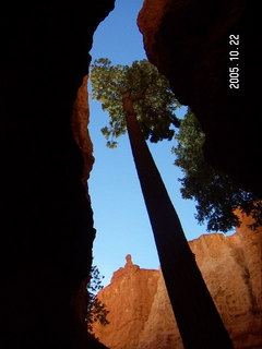 Bryce Canyon -- Navajo Loop -- tall, patient tree