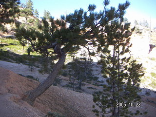 306 5ln. Bryce Canyon -- Queen's Garden trail