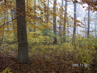 Pennypack Park -- foggy fall morning