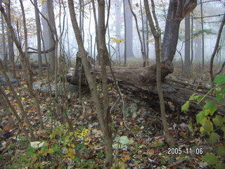 Pennypack Park -- foggy fall morning