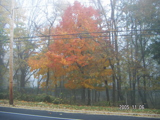 Pennypack Park -- foggy fall morning