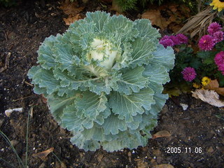 garden cabbage