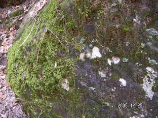 Zion National Park -- Hidden Canyon mossy rock