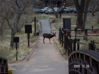 Zion National Park -- mule deer