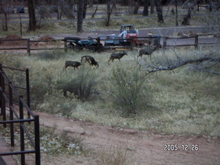 Zion National Park -- Adam