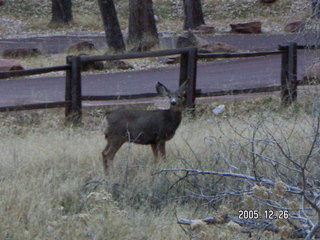 Zion National Park -- mule deer