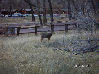 Zion National Park -- mule deer